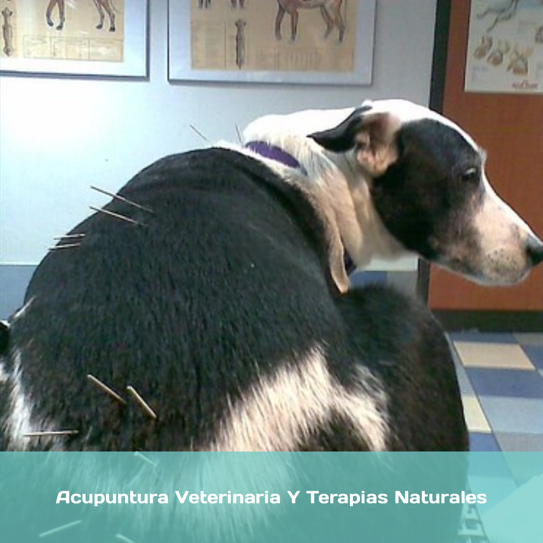 Acupuntura Veterinaria Y Terapias Naturales