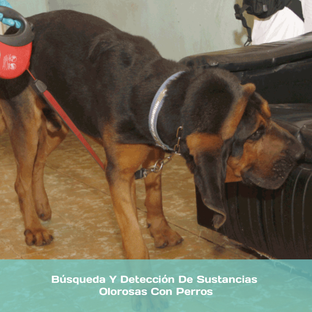 Búsqueda Y Detección De Sustancias Olorosas Con Perros