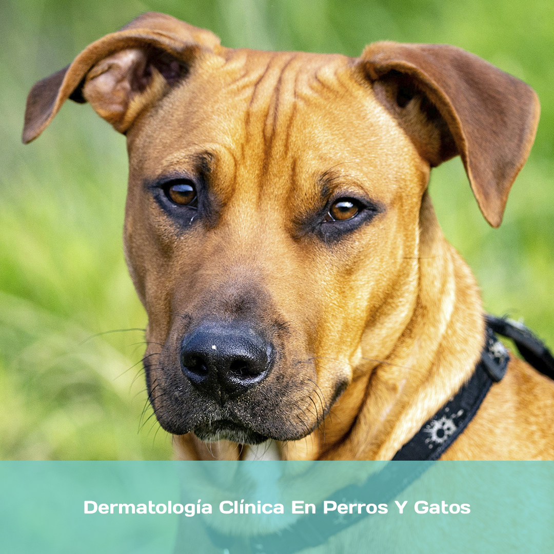 Dermatología Clínica En Perros Y Gatos