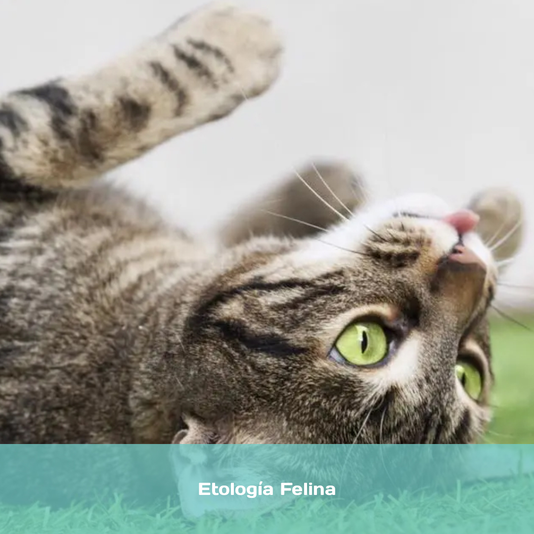 Etología Felina
