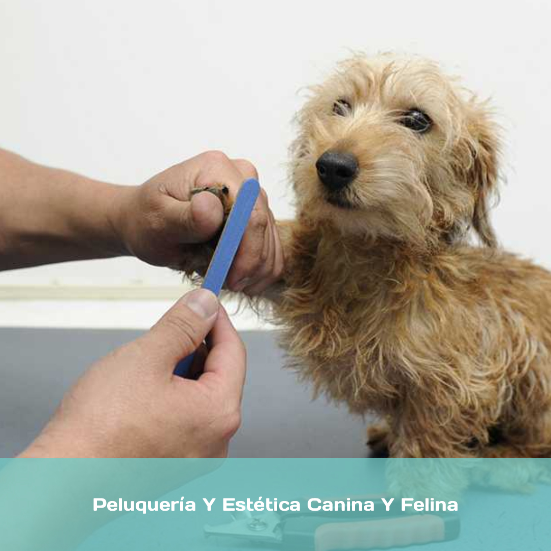 Curso Profesional de Peluquería Y Estética Canina Y Felina
