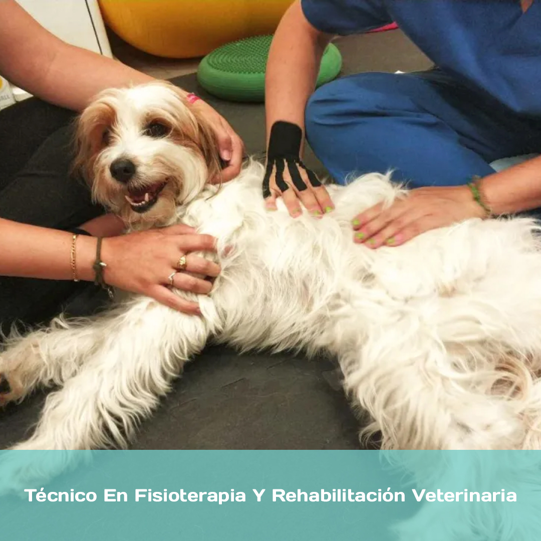 Técnico En Fisioterapia Y Rehabilitación Veterinaria