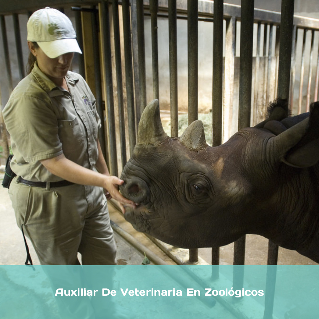 Auxiliar De Veterinaria En Zoológicos