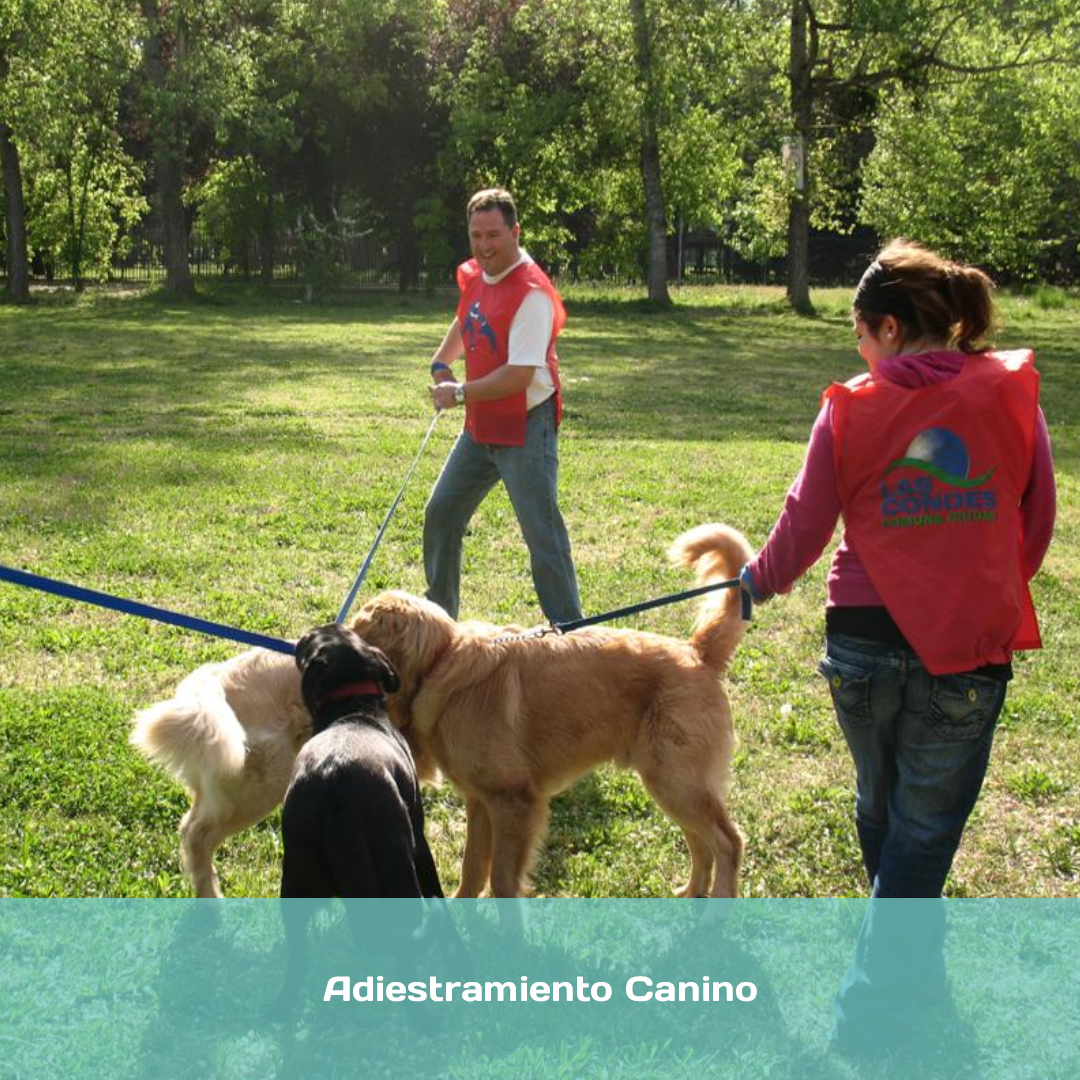 Adiestramiento Canino