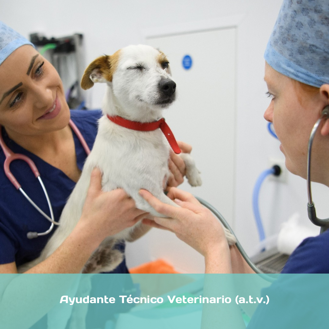Ayudante Técnico Veterinario (a.t.v.)