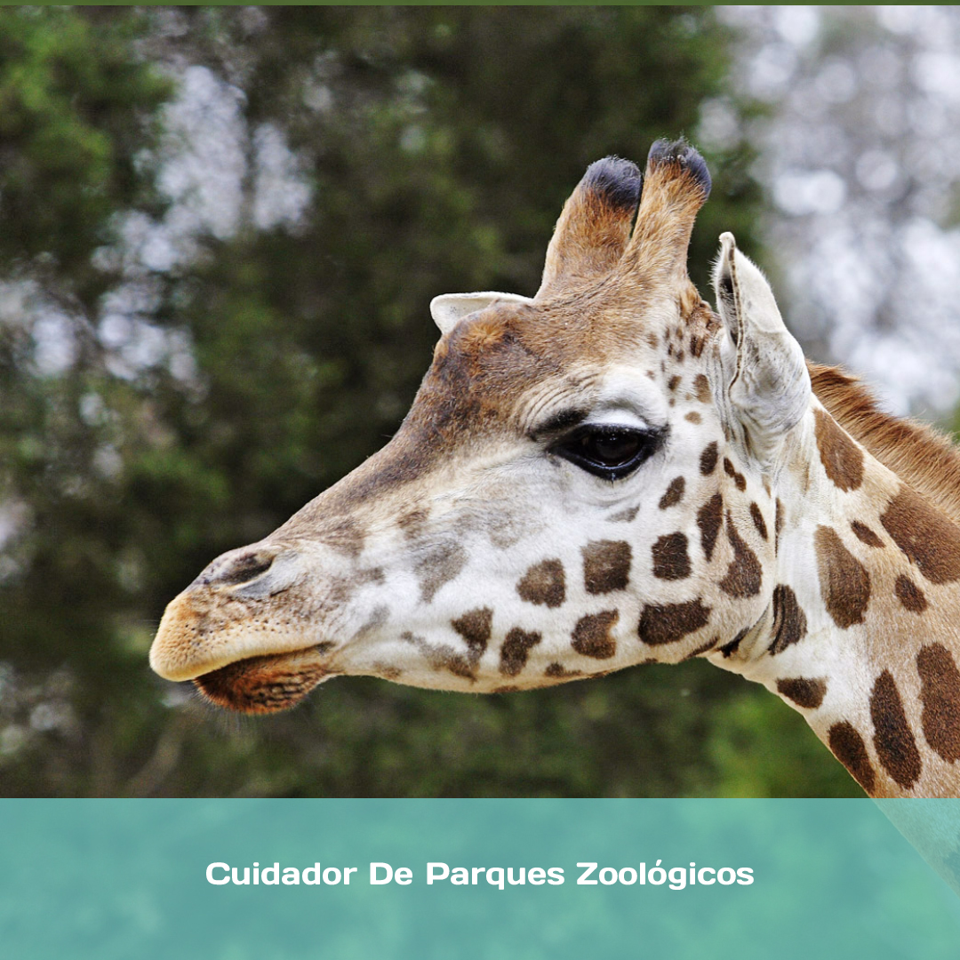 Cuidador de Parques Zoológicos
