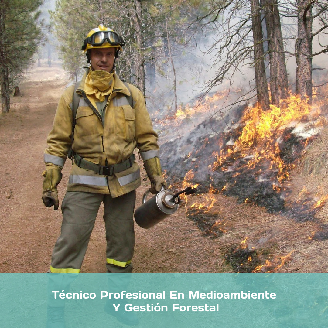 Técnico Profesional En Medioambiente Y Gestión Forestal