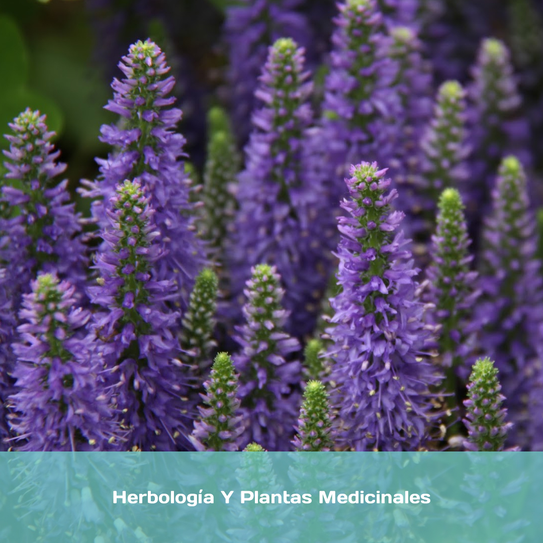 Herbología Y Plantas Medicinales