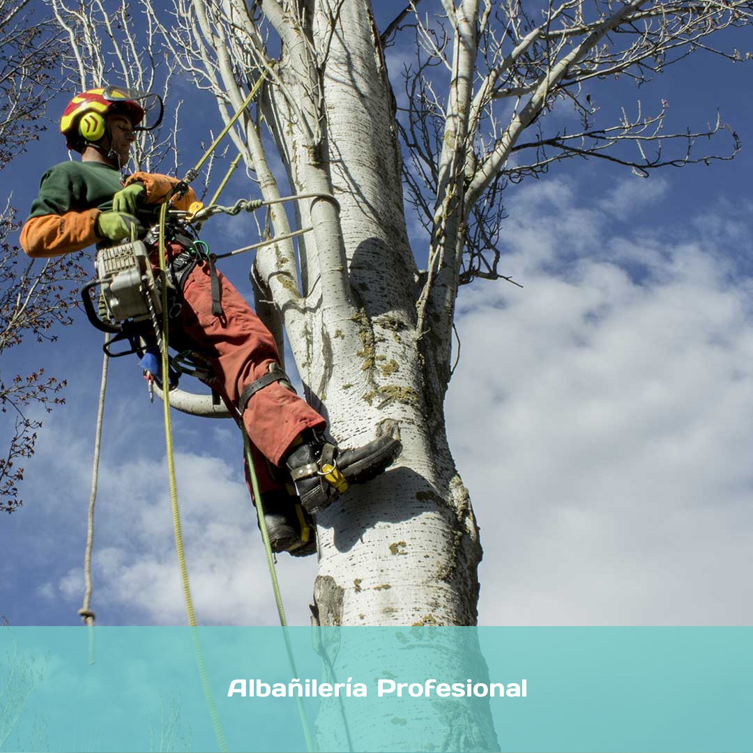 Técnica De Poda En Altura